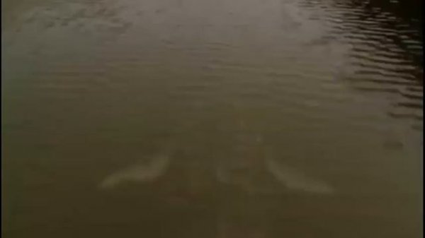 Dinoshark / Music Video