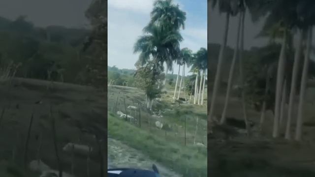 #shortsyoutube el campo cubano #travel #viajes #campo #cubano #cuba смотреть онлайн