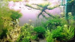 Лучшее средство для борьбы с водорослями в аквариуме. Био углерод, перекись результаты использовани