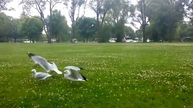 Чайки видео смотреть онлайн