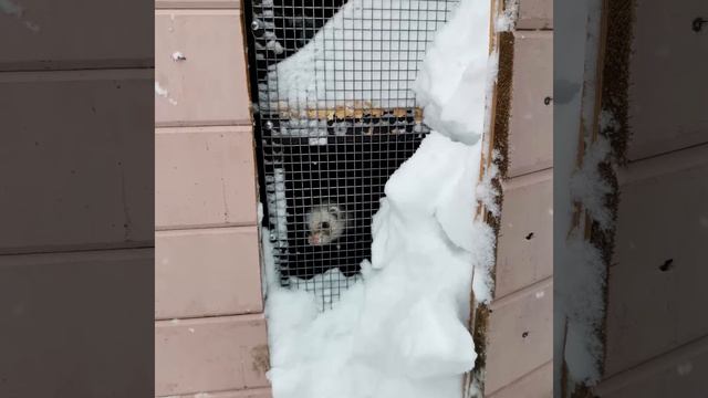 Над нашим домом целый год мела метель... смотреть онлайн