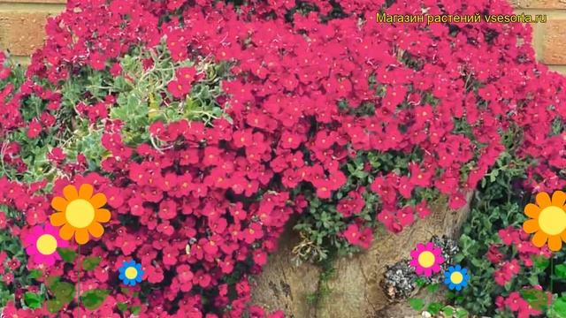 Аубриета культурная Каскад Ред. Краткий обзор, описание aubrieta x cultorum Cascade Red смотреть онлайн