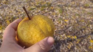 Приятного аппетита! Дегустация зимних сортов груш Юта (pear Uta) и Кико Cуи (pear Kikusui) в ноябре