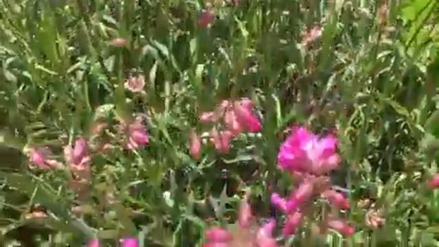 Дачные гвоздички. смотреть онлайн