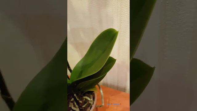 Инна🌷 Продажа орхидей 🌷 смотреть онлайн