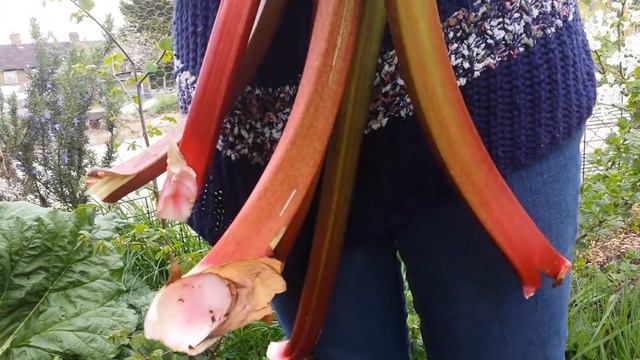 Our Little Rhubarb Harvest for Eating With Icecrem смотреть онлайн