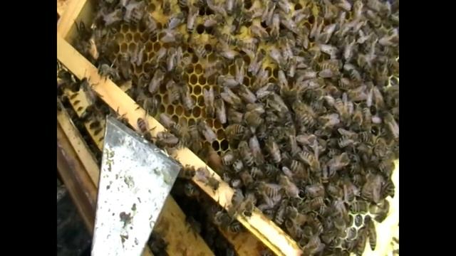 Подставляем вощину