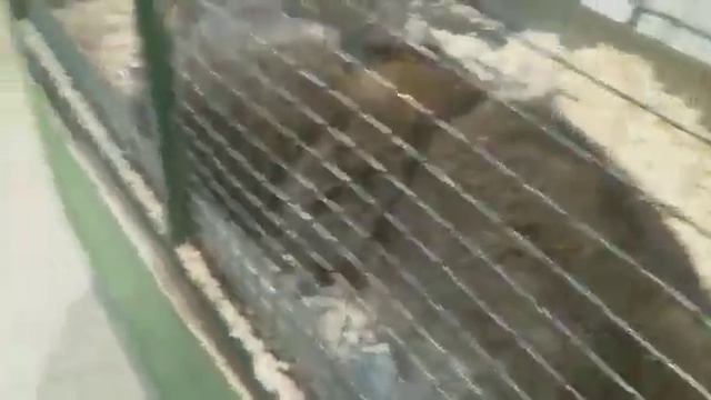 VLOG: контактный ЗООПАРК/ ПОВЕСИЛИ ЗМЕЮ/ КУРИЦЫ/ Ангелина Funny смотреть онлайн