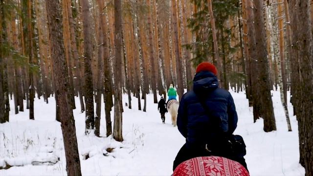 #ВЖИЗНИ: конный клуб "SIRIUS" смотреть онлайн