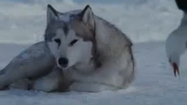 преданность волков.flv смотреть онлайн