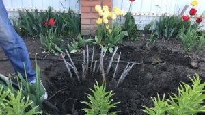 Гибискус травянистый: размножение делением куста| Hibiscus moscheutos