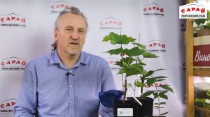 Подкормка саженцев винограда