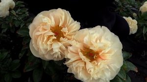 Наш фаворит - пион Pastelegance / Сад Ворошиловой