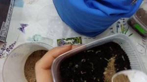 Сеянцы фиалки душистой. Следующий этап.