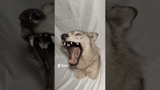 Волк по грудь злой смотреть онлайн