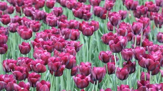 bé khám phá-phần 2(hoa) / baby discover - part 2(flowers) смотреть онлайн
