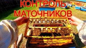 контроль маточников
