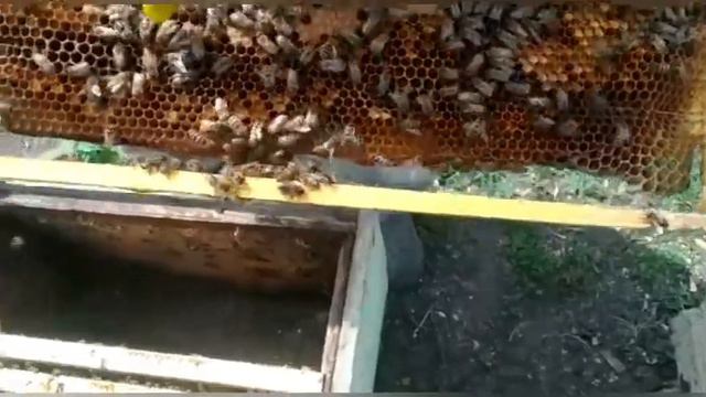 Весенние работы на пасеке Переверзевых (мёд оптом в Казахстане)