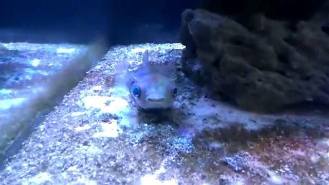 Морской аквариум 600 литров смотреть онлайн