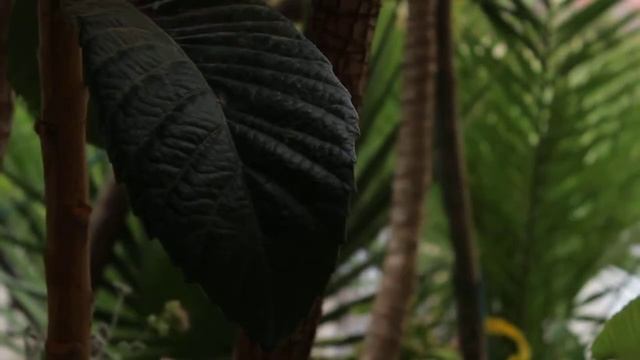 Canon Eos 600d with Canon lens ef-s 18-55mm IS II смотреть онлайн