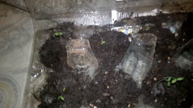 Аквилегия из семян. часть 2. всходы. смотреть онлайн