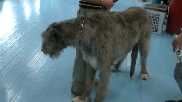 Ирландский волкодав Irish Wolfhound