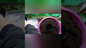 Глоксинии проснулись в январе.Высаживаю увядающий клубень#глоксинии #клубниглоксинии