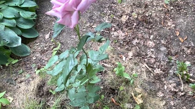 Как место посадки роз влияет на их развитие и цветение смотреть онлайн