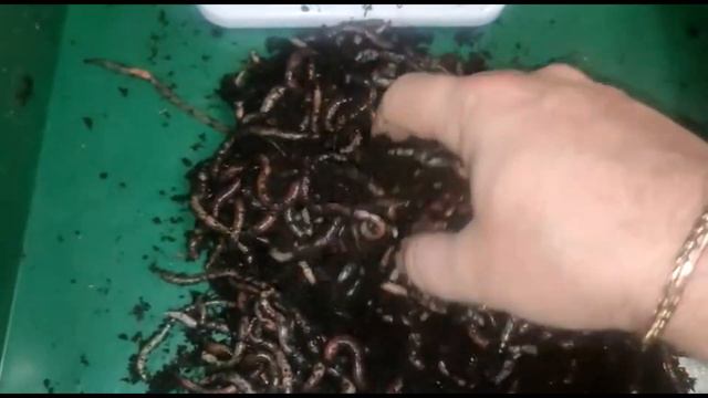 Приятно! Небольшой отчётик Алексея из Нижегородской области. смотреть онлайн