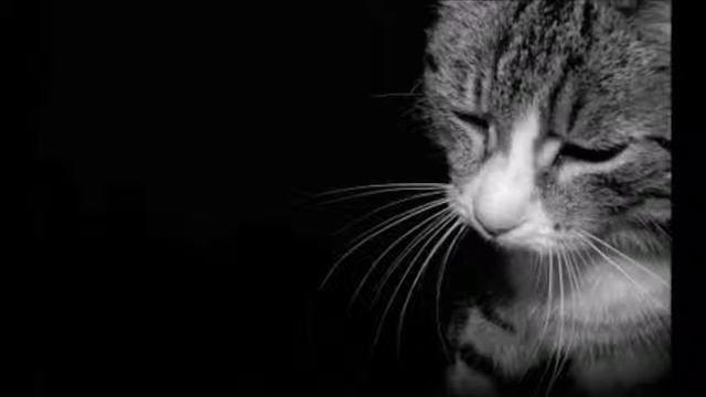 ~~cat version~~Now You're Gone~~ смотреть онлайн
