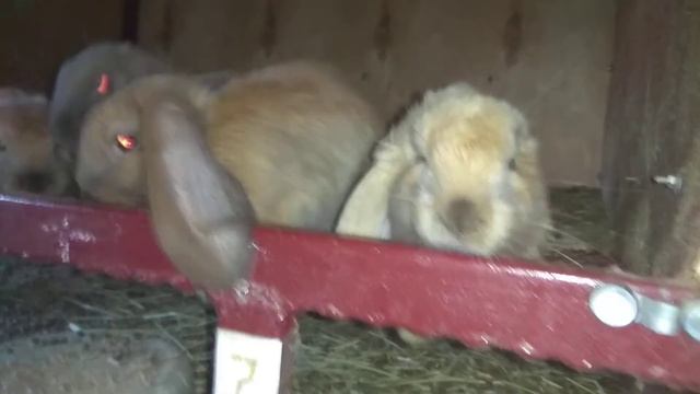 Продажа. Самцы Французского барана. окрас мадагаскар. 8(952)83-63-214 Ватцап. смотреть онлайн