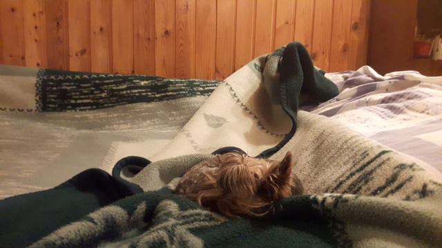 Собачка и блюз. Колыбельная для Маруси. смотреть онлайн