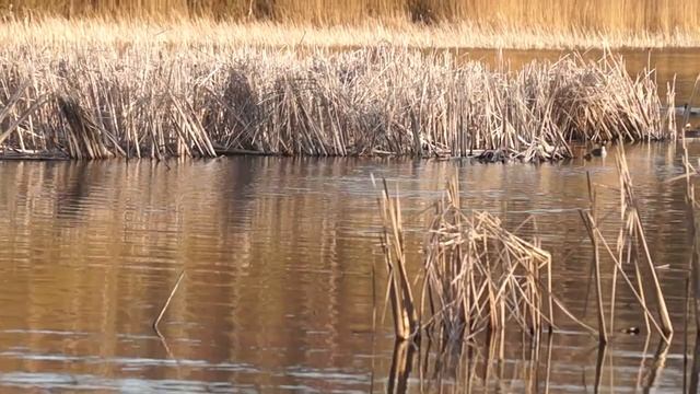 Брачный танец чомги на Заславском водохранилище смотреть онлайн