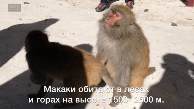 Редкие тибетские макаки в естественной среде. Как живут приматы - в нашем видео [Age 0+] смотреть онлайн
