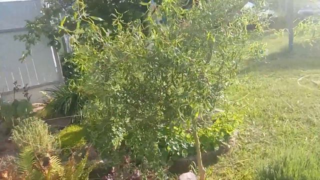 Альтанка з гойдалкою під очеретом смотреть онлайн