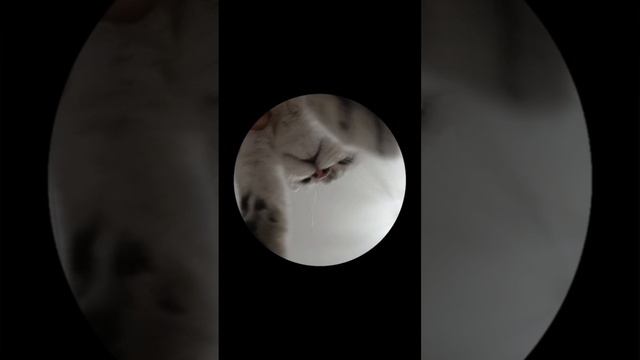 .Наша Мия в роли "Педро".