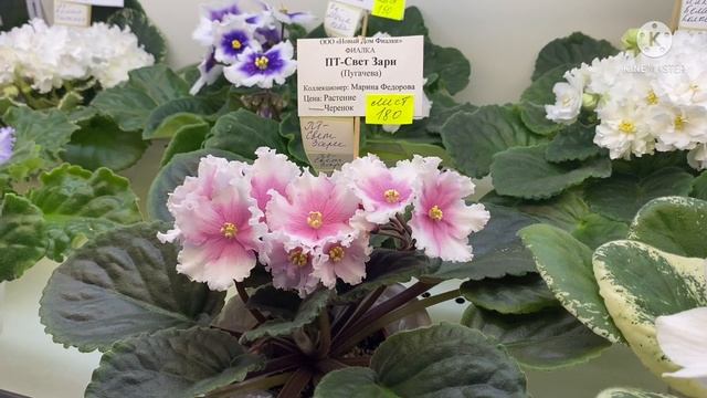 Дому Фиалки 20 лет! Выставка с 24 июня по 4 июля. смотреть онлайн