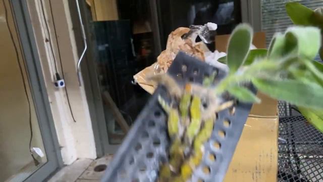 LIVE IN THE ORCHID JUNGLE. A ORCHIDS.Com Unboxing