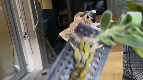 LIVE IN THE ORCHID JUNGLE. A ORCHIDS.Com unboxing