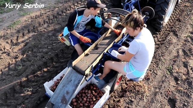 Сделал ДВУХМЕСТНЫЙ картофельный КОМБАЙН к трактору!!! КОПАЕМ С УДОВОЛЬСТВИЕМ!!! смотреть онлайн