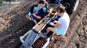 Сделал ДВУХМЕСТНЫЙ картофельный КОМБАЙН к трактору!!! КОПАЕМ С УДОВОЛЬСТВИЕМ!!!