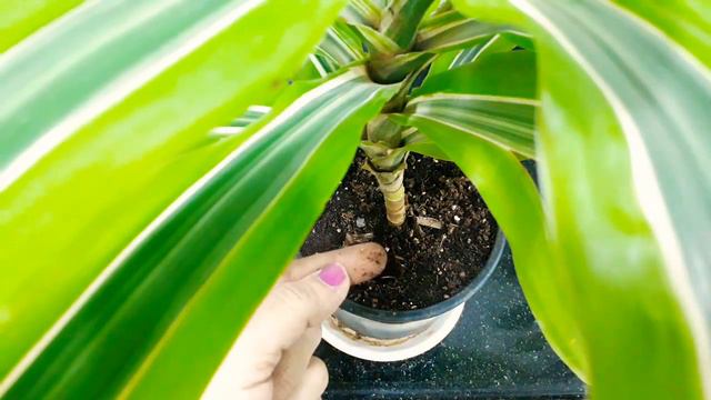 Semi shade Dracena plant : tips on how to grow a healthy plant. смотреть онлайн