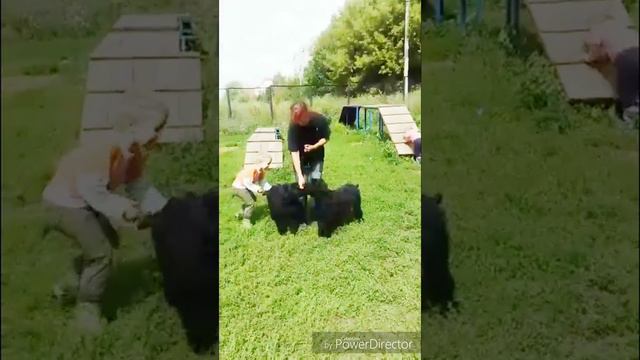 Рчт, дочка Яны и Блеска 3,5 мес ринг-подготовка смотреть онлайн