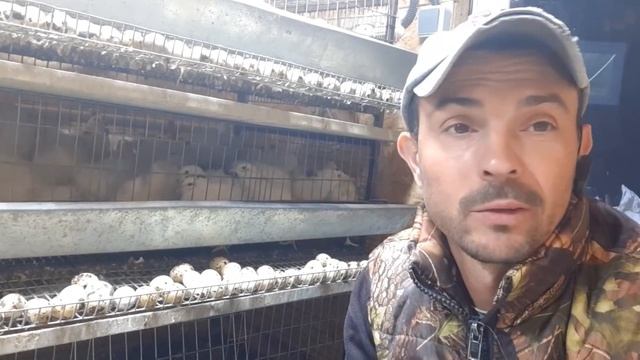 //Они несут яйца пачками// Перепела супер птички невыгодно //Птичий обзор бройлер огонь☝️?// смотреть онлайн