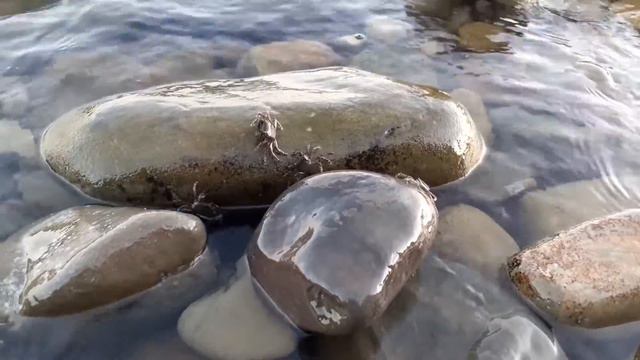 Фауна Черного моря смотреть онлайн