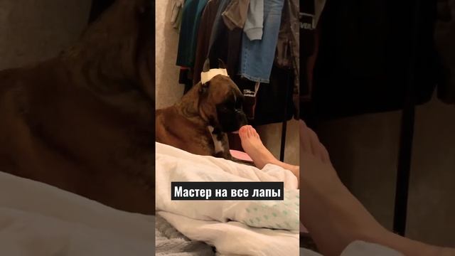 Такой педикюр Вам ещё не делали ? #шандор #boxerdog #собакабоксер #немецкийбоксер #педикюр #кинолог смотреть онлайн