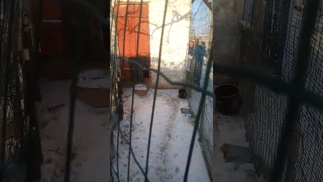 Птички поют,весну встречают! смотреть онлайн