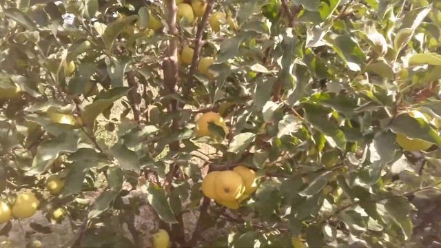 Сорт яблок Голден. смотреть онлайн