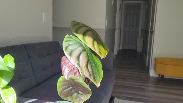 Amazing Alocasia Red Secret. смотреть онлайн