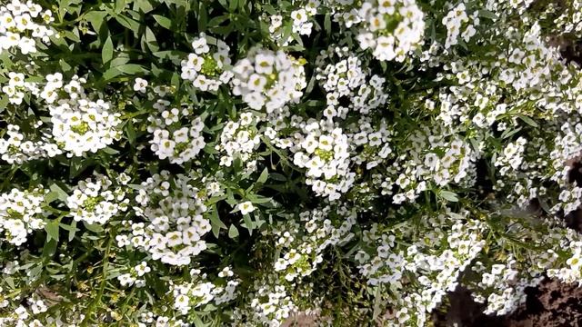 АЛИССУМ ?♀️??